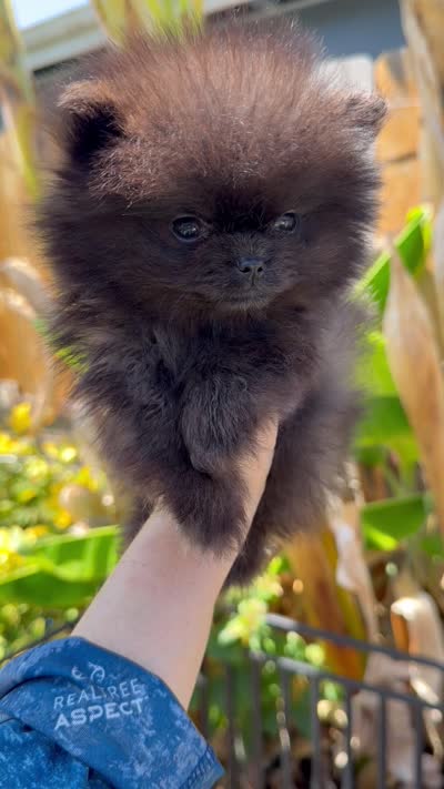baby boy super tiny, a male Pomeranian for sale in San Diego, CA – 10 of 10
