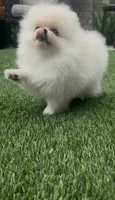 Baby Queen , a female Pomeranian for sale in San Diego, CA – 3 of 9