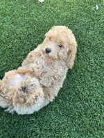 Miko 💙 Adorable Puppy | ready to go home now, a male Bichpoo for sale in San Diego, CA – 7 of 10