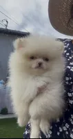 creamy AKC , a female Pomeranian for sale in San Diego, CA – 4 of 10