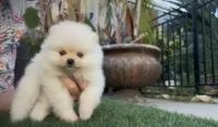 fluffly baby girl, a female Pomeranian for sale in San Diego, CA – 3 of 8
