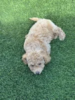 Miko 💙 Adorable Puppy | ready to go home now, a male Bichpoo for sale in San Diego, CA – 7 of 10