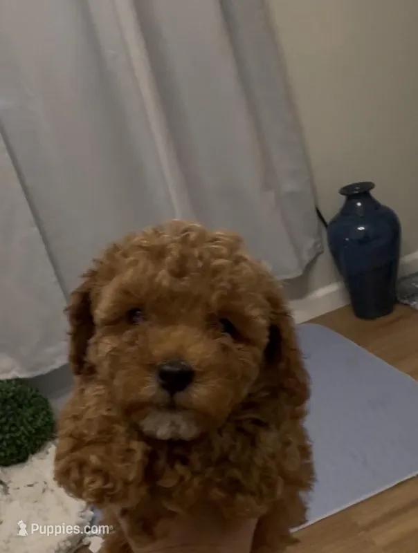 Red girl – Bichon Frise, Poodle - Toy  puppy for sale in San Diego, CA