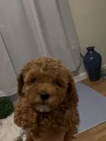 Red girl, a female Bichon Frise and Poodle - Toy  for sale in San Diego, CA – Photo 1 of 4