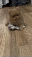 Rare Embark DNA Tested Chocolate Sable Merle Female Pomeranian, a female Pomeranian for sale in San Diego, CA – 4 of 9