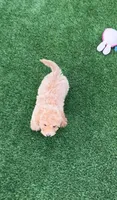Miko 💙 Adorable Puppy | ready to go home now, a male Bichpoo for sale in San Diego, CA – 8 of 10