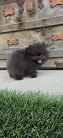AKC shadow tiny baby boy , a male Pomeranian for sale in San Diego, CA – 2 of 10