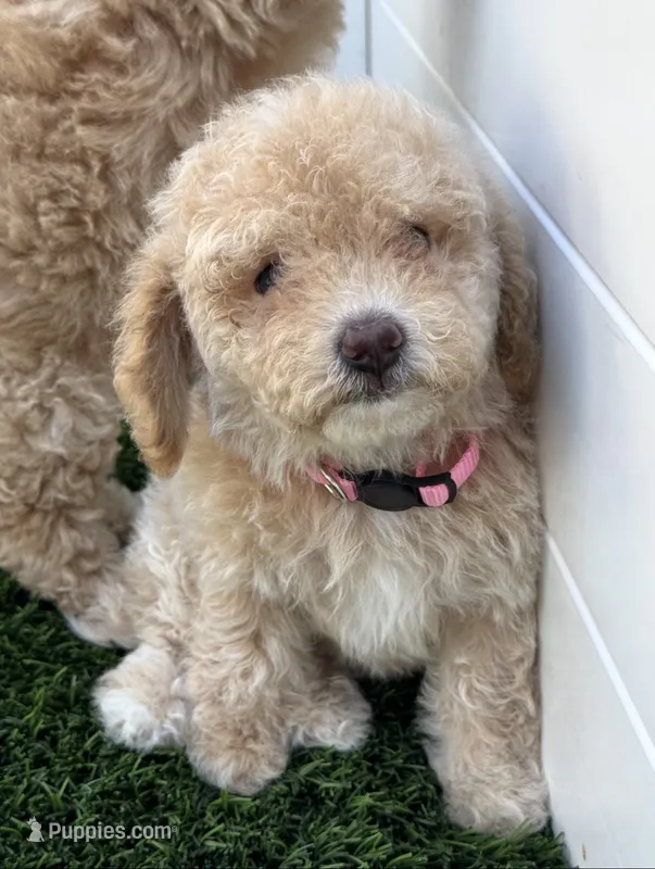 Lily P – Poodle - Toy , Bichpoo puppy for sale in San Diego, CA