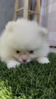 Snow white girl, a male Pomeranian for sale in San Diego, CA – 6 of 6