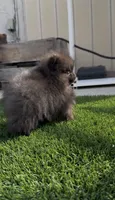 teddy bear face AKC full rights super tiny, a male Pomeranian for sale in San Diego, CA – 6 of 9