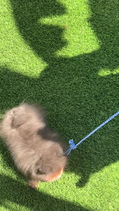 Thor AKC playful and calm puppy, a male Pomeranian for sale in San Diego, CA – 7 of 7