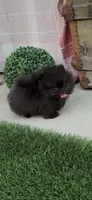 Gusto AKC tiny baby boy, a male Pomeranian for sale in San Diego, CA – 2 of 7