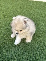 🐻 Tiny Teddy Bear Pomeranian Boy | Sweet & Cuddly, a male Pomeranian for sale in San Diego, CA – 5 of 9