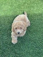 Miko 💙 Adorable Puppy | ready to go home now, a male Bichpoo for sale in San Diego, CA – 8 of 10