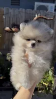 Blue eyes merle pomeranian boy, ready now , a male Pomeranian for sale in San Diego, CA – 7 of 10