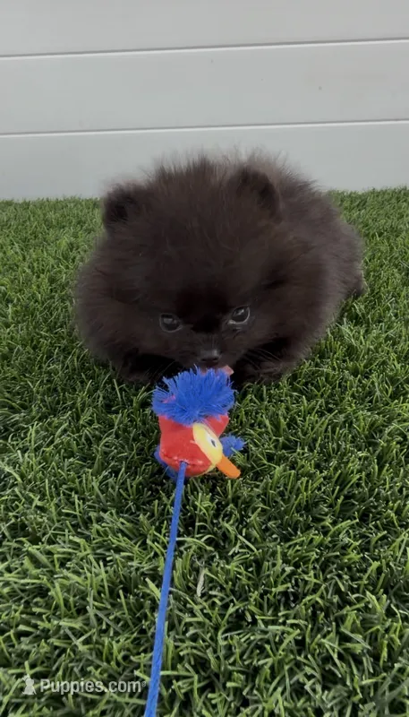 Gusto AKC tiny baby boy – Pomeranian puppy for sale in San Diego, CA