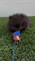 Gusto AKC tiny baby boy, a male Pomeranian for sale in San Diego, CA – 1 of 7