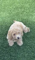 Miko 💙 Adorable Puppy | ready to go home now, a male Bichpoo for sale in San Diego, CA – 9 of 10