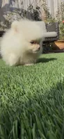 creamy AKC , a female Pomeranian for sale in San Diego, CA – 2 of 10