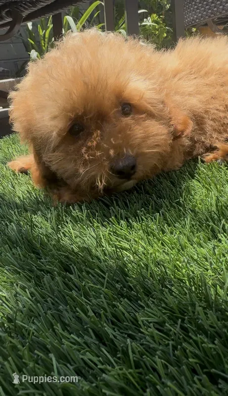 litte red puppy girl – Poodle - Toy , Bichpoo puppy for sale in San Diego, CA