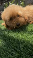 litte red puppy girl, a female Poodle - Toy  and Bichpoo for sale in San Diego, CA – 1 of 10