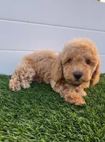 Miko 💙 Adorable Bichpoo Puppy | Designer dog, a male Poodle - Toy  and Bichpoo for sale in San Diego, CA – 10 of 10