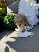 Gray baby boy ready to go home NOW, a male Bichon Frise and Poodle - Toy  for sale in San Diego, CA – Photo 5 of 10