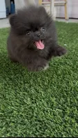 Akc calm and sweet boy, a male Pomeranian for sale in San Diego, CA – 6 of 10