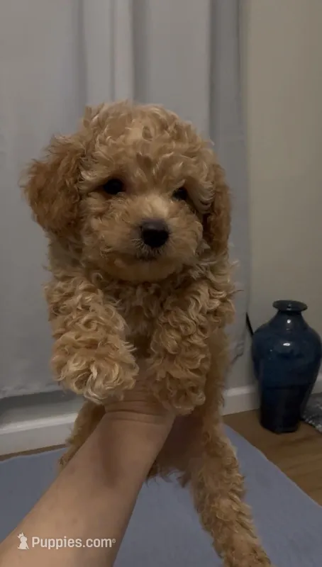 Gray baby boy – Bichon Frise, Poodle - Toy  puppy for sale in San Diego, CA