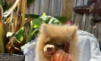 Baby brown happy curious hyper puppy, a female Pomeranian for sale in San Diego, CA – 7 of 8