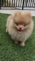Rare Embark DNA Tested Chocolate Sable Merle Female Pomeranian, a female Pomeranian for sale in San Diego, CA – 8 of 10