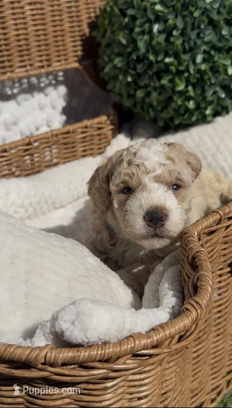 Blue Boy, a male Bichon Frise and Poodle - Toy  for sale in San Diego, CA – Photo 1 of 7