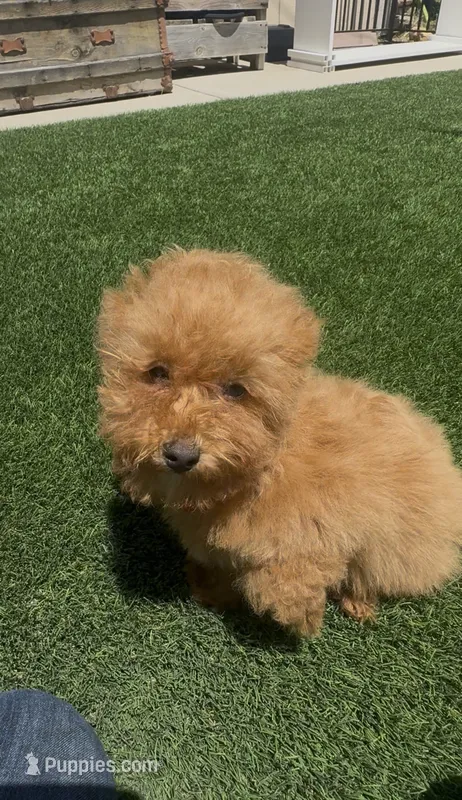 happy girl – Poodle - Toy , Bichpoo puppy for sale in San Diego, CA