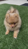 Unique Chocolate Merle girl DNA tested, a female Pomeranian for sale in San Diego, CA – 5 of 7