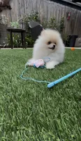 Baby Queen , a female Pomeranian for sale in San Diego, CA – 7 of 9