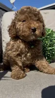 AKC geen boy, a male Poodle - Miniature  for sale in San Diego, CA – Photo 7 of 10