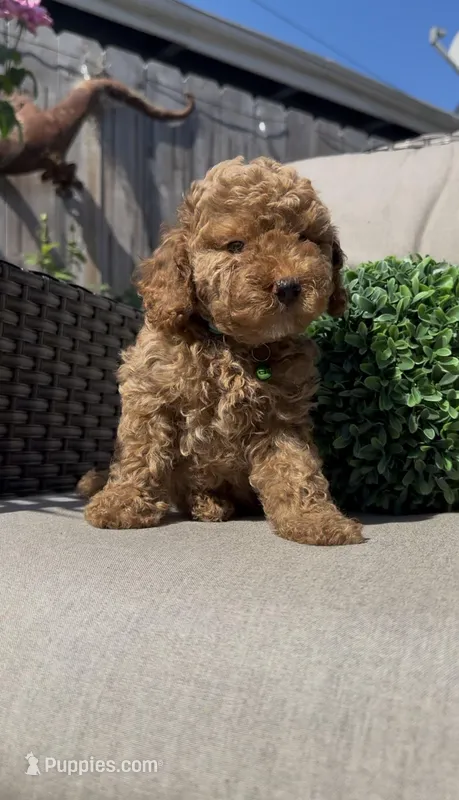 AKC geen boy – Poodle - Miniature  puppy for sale in San Diego, CA