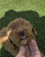 AKC geen boy, a male Poodle - Miniature  for sale in San Diego, CA – Photo 2 of 10