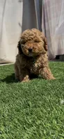 AKC geen boy, a male Poodle - Miniature  for sale in San Diego, CA – Photo 10 of 10