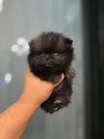 AKC  Teacup tiny boy , a male Pomeranian for sale in San Diego, CA – 2 of 5