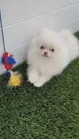 AKC fulll rights CREAMY  girl ready to go home now, a female Pomeranian for sale in San Diego, CA – 7 of 9