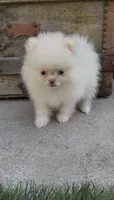 Snow white girl, a male Pomeranian for sale in San Diego, CA – 3 of 6