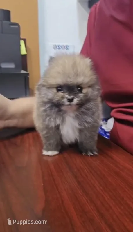 Tiny Duke – Pomeranian puppy for sale in San Diego, CA