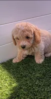 Angel ❤️ Adorable Bichpoo Puppy | Designer Companion, a male Poodle - Toy  and Bichpoo for sale in San Diego, CA – 3 of 10