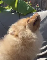 Blondie playful active puppy, a female Pomeranian for sale in San Diego, CA – 4 of 8