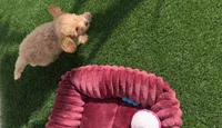 Champ baby boy, a male Poodle - Toy  and Bichpoo for sale in San Diego, CA – 5 of 10