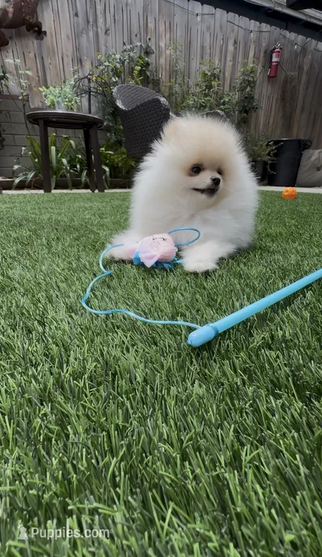 Baby Queen  – Pomeranian puppy for sale in San Diego, CA
