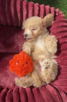 Loki G bichpoo Ready Today, a male Bichon Frise and Poodle - Toy  for sale in San Diego, CA – 5 of 7