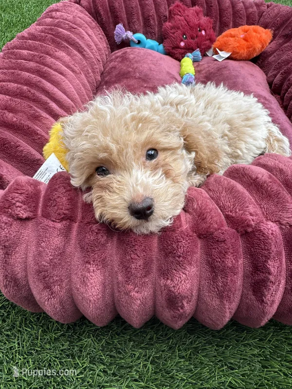 Angel ❤️ Adorable doodle Puppy Ready to go home now  – Poodle - Toy  puppy for sale in San Diego, CA