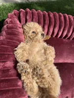 Champ baby boy, a male Poodle - Toy  and Bichpoo for sale in San Diego, CA – 10 of 10
